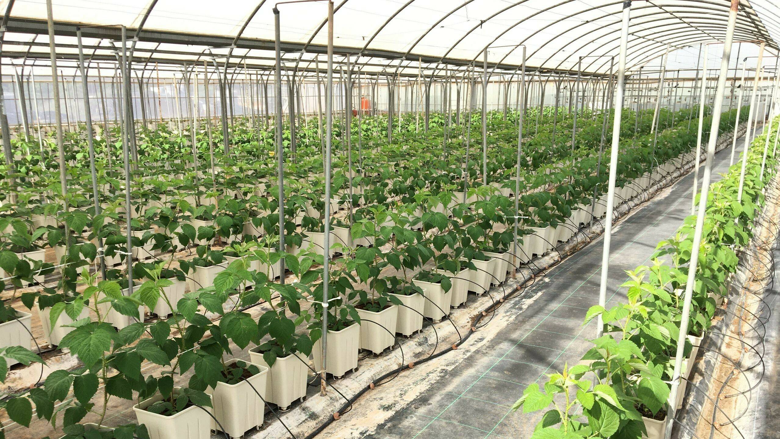 projar-cultivo-frambuesa-hidroponia|projar-macetas-frambuesas-hidroponia|projar-sustratos-frambuesas-hidroponia